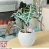 Alocasia X Amazonica -Garden Plants Shop ALO KB1116 D