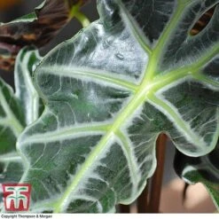 Alocasia X Amazonica 18 Alocasia X Amazonica -Garden Plants Shop ALO KB1116 E