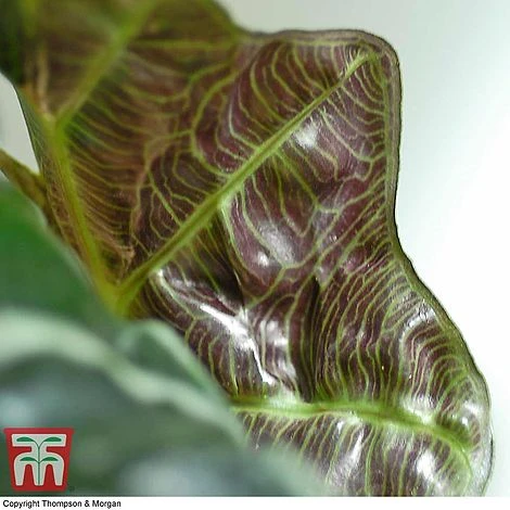 Alocasia X Amazonica 6 Alocasia X Amazonica - Image 4