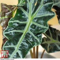 Alocasia X Amazonica 12 Alocasia X Amazonica -Garden Plants Shop ALO KB1116 G