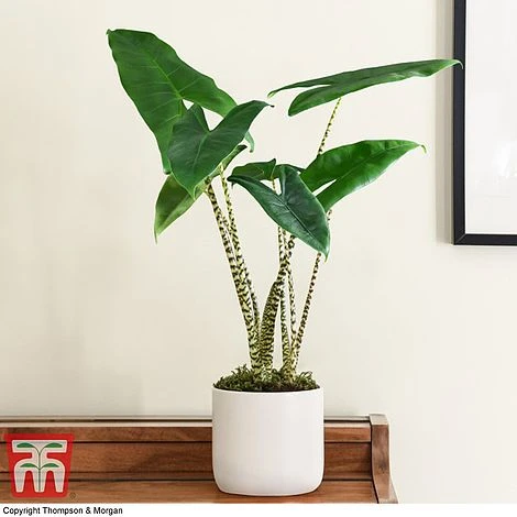 Alocasia Zebrina 3 Alocasia Zebrina