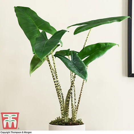 Alocasia Zebrina 4 Alocasia Zebrina - Image 2