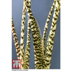 Alocasia Zebrina 10 Alocasia Zebrina -Garden Plants Shop ALOC WKB5018 D