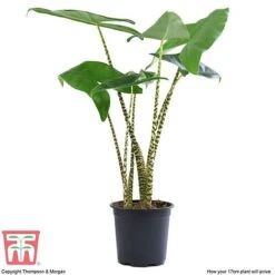 Alocasia Zebrina 11 Alocasia Zebrina -Garden Plants Shop ALOC WKB5018 E