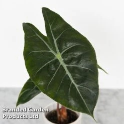Alocasia Cuprea Mix -Garden Plants Shop ALOC CUPREAMIX KF0872 B