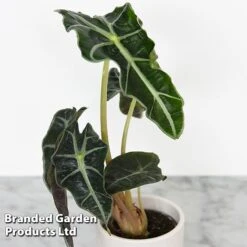 Alocasia Cuprea Mix -Garden Plants Shop ALOC CUPREAMIX KF0872 C