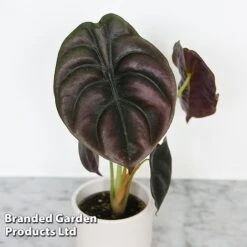 Alocasia Cuprea Mix -Garden Plants Shop ALOC CUPREAMIX KF0872 D