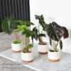 Alocasia Cuprea Mix -Garden Plants Shop ALOC CUPREAMIX KF0872 E