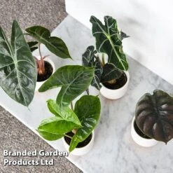 Alocasia Cuprea Mix -Garden Plants Shop ALOC CUPREAMIX KF0872 F