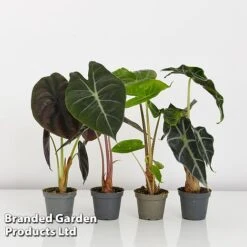 Alocasia Cuprea Mix -Garden Plants Shop ALOC CUPREAMIX KF0872 G