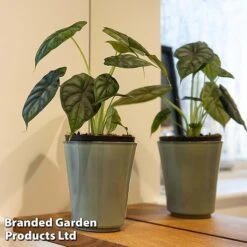 Alocasia 'Dragon Scale' 8 Alocasia 'Dragon Scale' -Garden Plants Shop ALOC DRAGON2