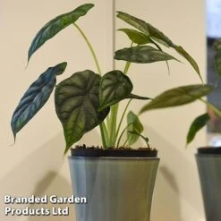 Alocasia 'Dragon Scale' 9 Alocasia 'Dragon Scale' -Garden Plants Shop ALOC DRAGON3