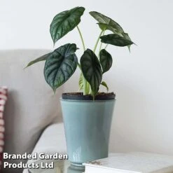 Alocasia 'Dragon Scale' 10 Alocasia 'Dragon Scale' -Garden Plants Shop ALOC DRAGON4