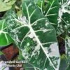 Alocasia Cuprea 'Frydek Variegata' -Garden Plants Shop ALOC FRYDEKVAR W50468