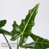 Alocasia 'Sarian' -Garden Plants Shop ALOC SARIAN S50396