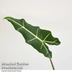 Alocasia 'Sarian' 9 Alocasia 'Sarian' -Garden Plants Shop ALOC SARIAN T52118