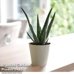 De-humidifying House Plant Collection 12 De-humidifying House Plant Collection -Garden Plants Shop ALOE VERA10 T08176