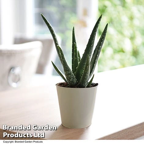 De-humidifying House Plant Collection 6 De-humidifying House Plant Collection - Image 4