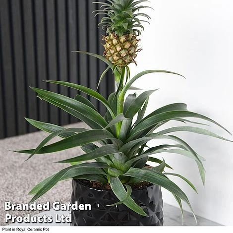 Pineapple Plant 7 Pineapple Plant - Image 5