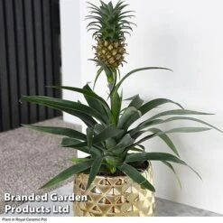 Pineapple Plant 13 Pineapple Plant -Garden Plants Shop ANAN PINEAPPLE B2