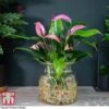 Anthurium Aqua In Sierglass -Garden Plants Shop ANTH KB3998 A1
