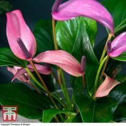 Anthurium Aqua In Sierglass -Garden Plants Shop ANTH KB3998 C1