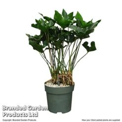 Anthurium 'Arrow' In Hydro Pot -Garden Plants Shop ANTH ARROW30CM T506621