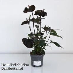 Anthurium 'Black Love' -Garden Plants Shop ANTH BLACK12CM T44471