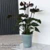 Anthurium 'Black Love' 1 Anthurium 'Black Love' -Garden Plants Shop ANTH BLACKLOVE T44472