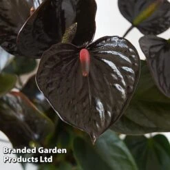 Anthurium 'Black Love' -Garden Plants Shop ANTH BLACKLOVE T44474