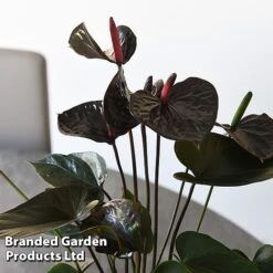 Anthurium 'Black Love' -Garden Plants Shop ANTH BLACKLOVE T44476
