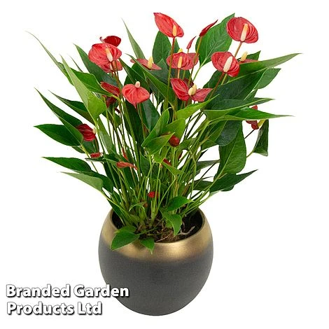 Anthurium 'Million Flower' 4 Anthurium 'Million Flower' - Image 2