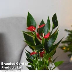 Anthurium 'Million Flower' 10 Anthurium 'Million Flower' -Garden Plants Shop ANTH MILLIONFL T35893