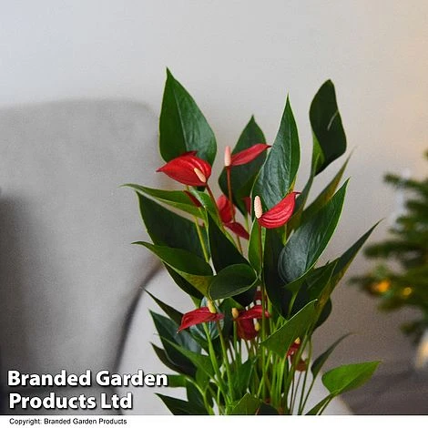 Anthurium 'Million Flower' 6 Anthurium 'Million Flower' - Image 4