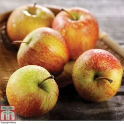 Apple & Plum Duo 15 Apple & Plum Duo -Garden Plants Shop APPL CWW3228 A1