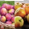 Apple & Plum Duo -Garden Plants Shop APPL T58945P A