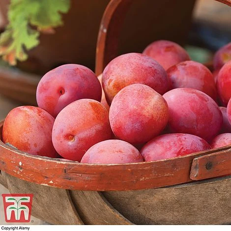 Apple & Plum Duo 4 Apple & Plum Duo - Image 2