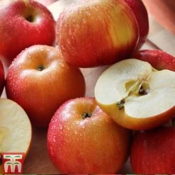 Apple & Plum Duo 12 Apple & Plum Duo -Garden Plants Shop APPL T58945P D