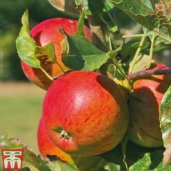 Apple & Plum Duo 13 Apple & Plum Duo -Garden Plants Shop APPL T58945P E