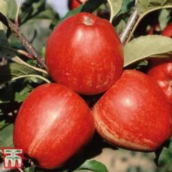 Apple 'Gala' -Garden Plants Shop APPL TKA1831 B