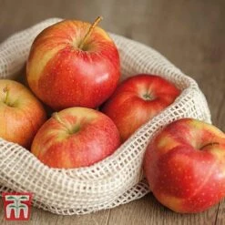 Apple 'Gala' -Garden Plants Shop APPL TKA1831 D