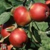 Apple 'Santana' -Garden Plants Shop APPL TKA1869 A