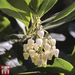 Arbutus Unedo 'Compacta' -Garden Plants Shop ARBU T13932 A1