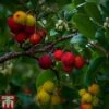 Arbutus Unedo 'Compacta' -Garden Plants Shop ARBU T13932 B1