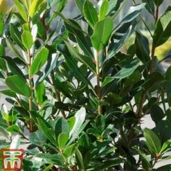 Arbutus Unedo 'Compacta' -Garden Plants Shop ARBU T13932 C1