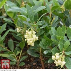 Arbutus Unedo 'Compacta' -Garden Plants Shop ARBU T28586 A1