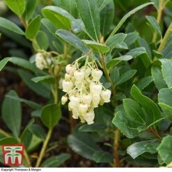 Arbutus Unedo 'Compacta' -Garden Plants Shop ARBU T28587 A1
