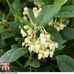 Arbutus Unedo 'Compacta' -Garden Plants Shop ARBU T28588 A1