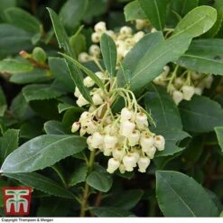 Arbutus Unedo 'Compacta' -Garden Plants Shop ARBU T28589 A1