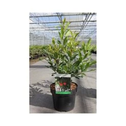 Arbutus Unedo 'Compacta' -Garden Plants Shop ARBU T66053 A h
